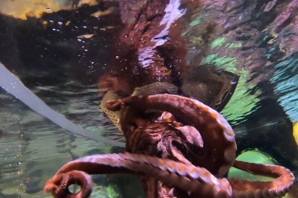 Kraken ссылка актуальная