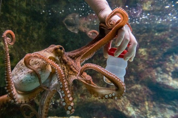 Kraken официальная ссылка